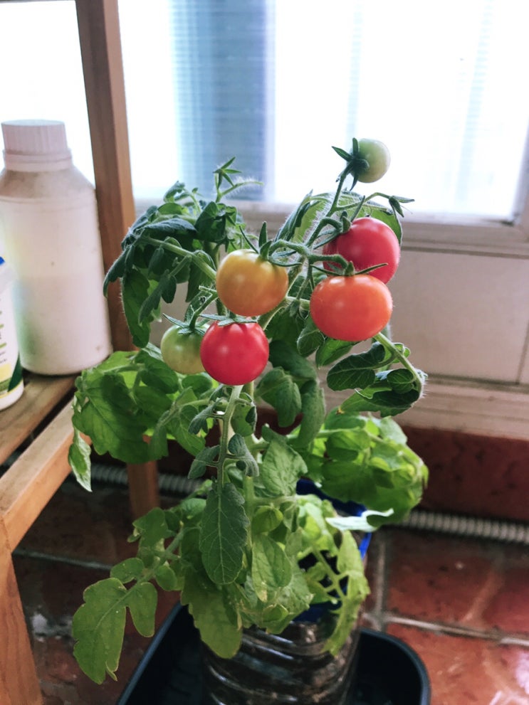 요즘 우리집 꼬맹이