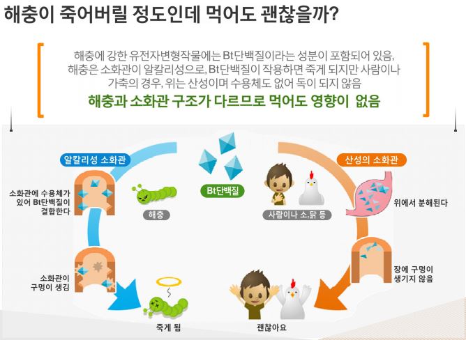  BT균(비티균) 독성단백질의 인체 안정성과 콩을 익혀 먹는 이유