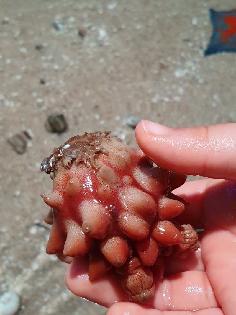 레이븐 스켈레톤 3D 모델 - TurboSquid 1580846, image size:800x1067