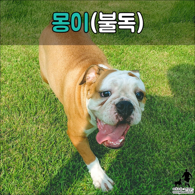  반려견 예절교육이 반드시 필요한 불독, #울산애견훈련 #울산애견훈련소