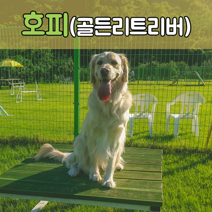  넓은 운동장에서 마음껏 뛰어놀자....^^ 호피야 #경남창원애견호텔 #경남창원대형견호텔