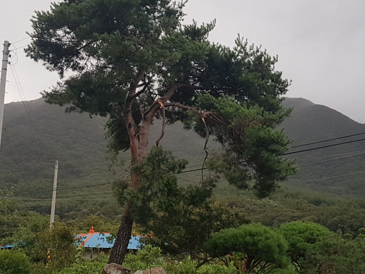  태풍 링링이  배정숙우리술 농장의 태풍피해