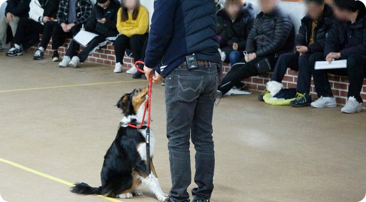 강아지 배변훈련 성공을 위해 신청한 교육