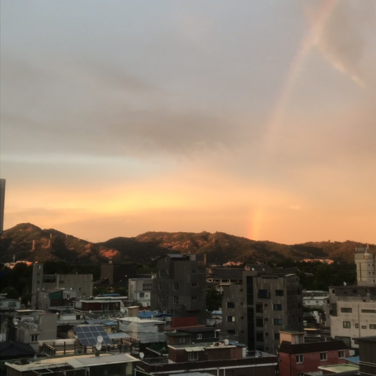  민들레씨의 적응력