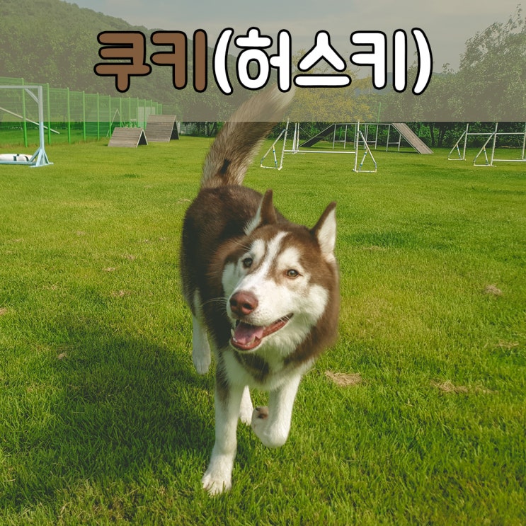  대형견들이 편히 지낼수 있는 부산대구애견호텔, #부산대구대형견호텔