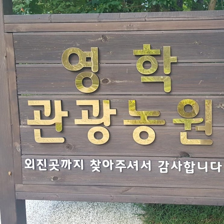  26번째 캠핑  -  마산 영학관광농원 캠핑장