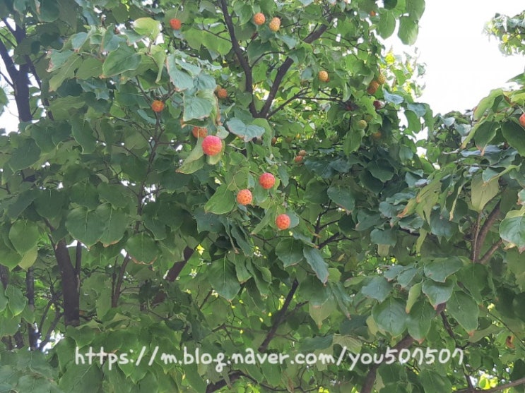 신기한 모양의 산딸나무 열매,산딸나무열매 효능