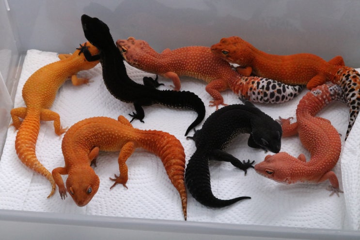  BDB REPTILE 레오파드게코  메인 포스팅 및 알다브라육지거북 라이노이구아나  스압주의 !!
