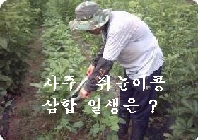  약콩의 생명주기는 삼합의 사유축 ! 농사와 사주명리학 이야기