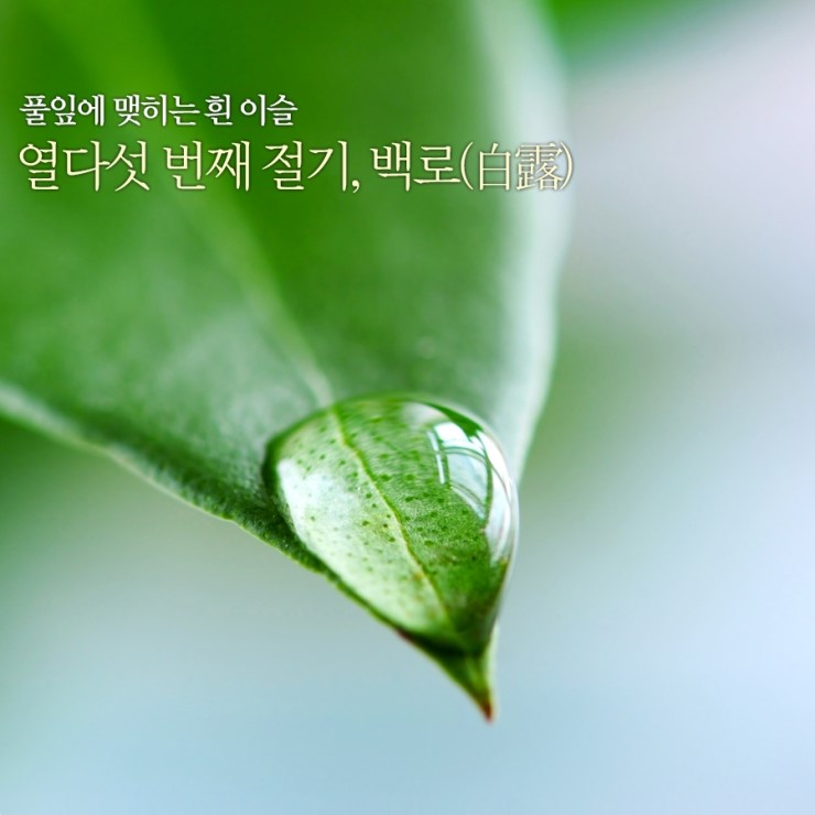  (백로 뜻) 24절기/ 계절상식/ 白露