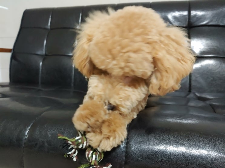 강아지 터그 놀이해주려고 줄 사 와봤어요 :) 강아지 터그 놀이해주려고 줄 사 와봤어요 :)