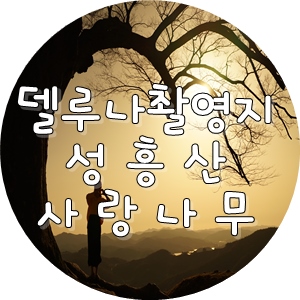  호텔델루나 촬영지 부여 성흥산 사랑나무 포토존 인생샷 찍고오세요