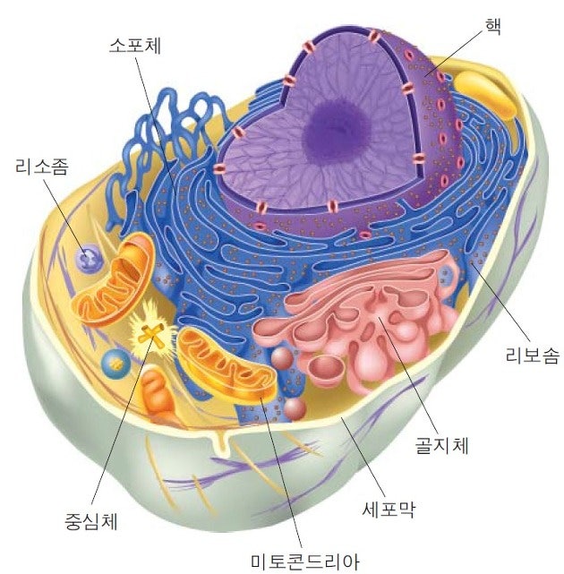 식물은 동물이 진화한 것이다? 식물세포의 진화 - 세포 이야기 2 : 네이버 블로그 식물은 동물이 진화한 것이다? 식물세포의 진화 - 세포 이야기 2 : 네이버 블로그