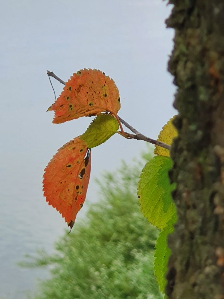  링링(玲玲:lingling)은 떠나고...