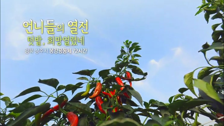  언니네 텃밭이 KBS 다큐 3일에 나왔어요오~~