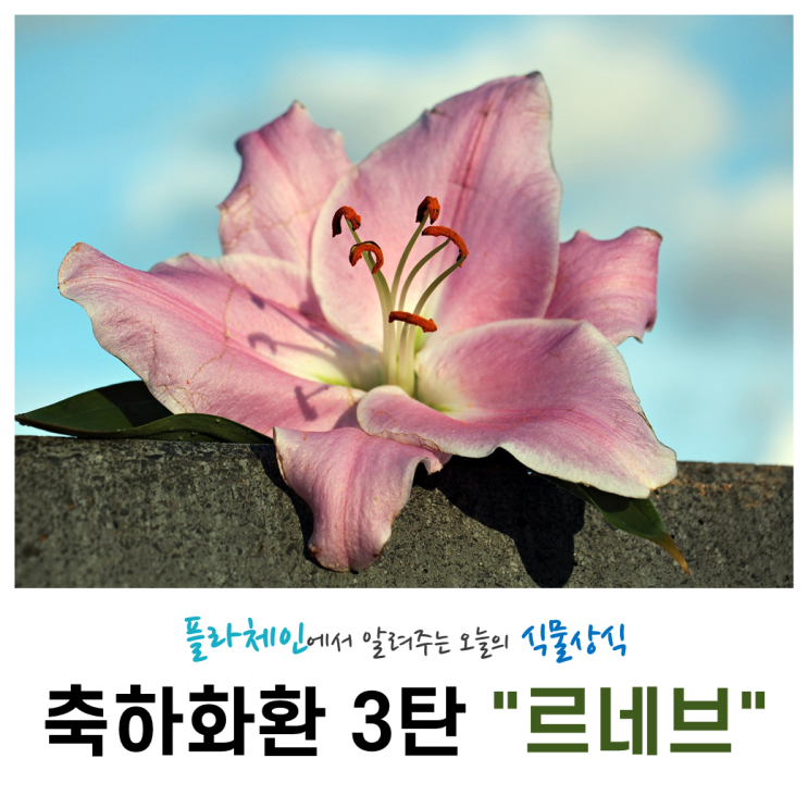  [꽃배달 창업 플라체인] 오늘의 식물 - 축하화환 3탄(르네브)