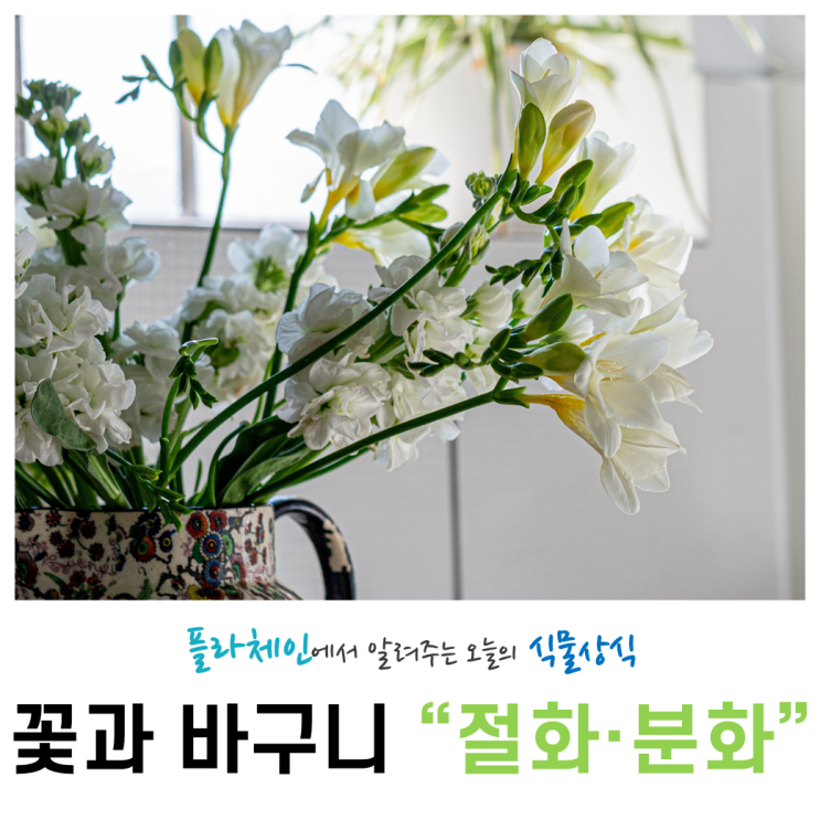 [꽃배달 창업 플라체인] 오늘의 식물 - 꽃바구니 [절화·분화]
