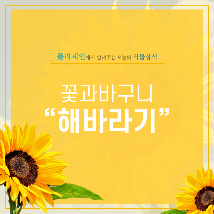  [꽃배달 창업 플라체인] 오늘의 식물 - 꽃과 바구니(해바라기)