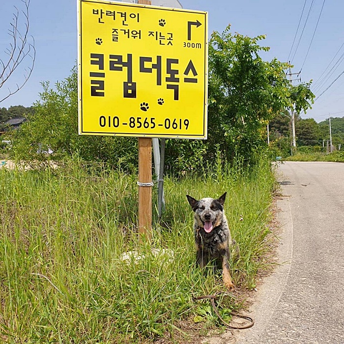  양평 애견동반펜션 클럽더독스에서 추억쌓기 프로젝트!