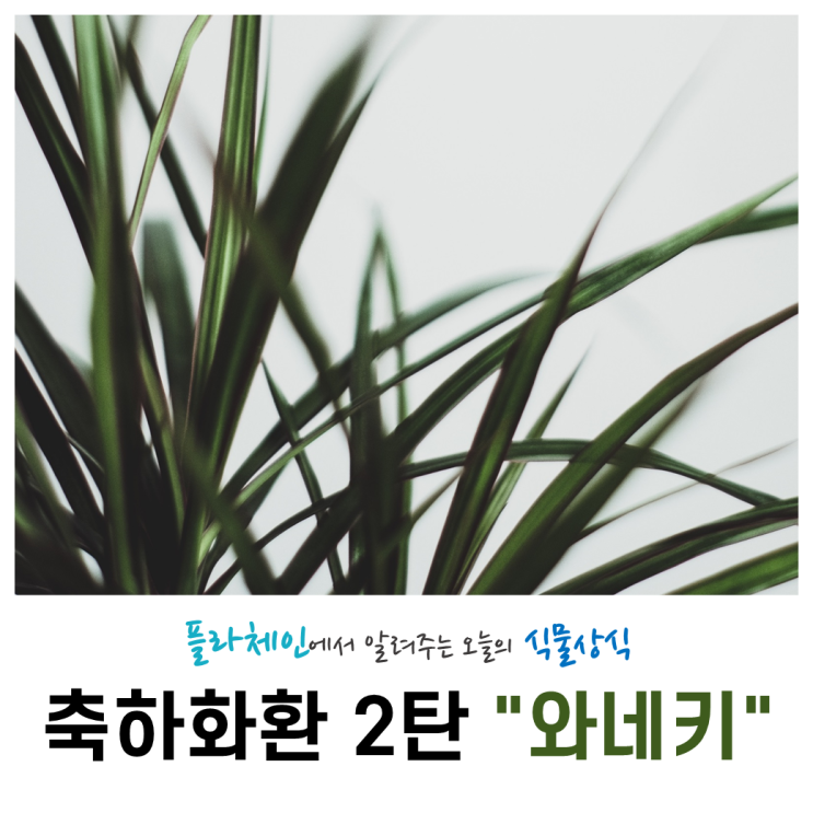  [꽃배달 창업 플라체인]오늘의 식물 - 축하화환 2탄(와네키)