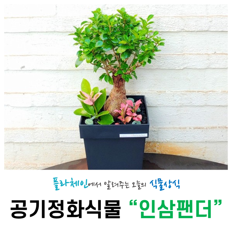  [꽃배달 창업 플라체인] 오늘의 식물 - 인삼팬더