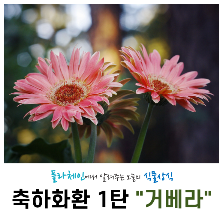 [꽃배달 창업 플라체인]오늘의 식물 - 축하화환 1탄(거베라)