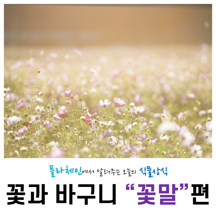  [꽃배달 창업 플라체인] 오늘의 식물 - 꽃말
