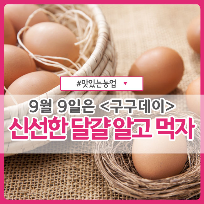  c 9월 9일은 <구구데이> :: 신선한 달걀 알고 먹자! c