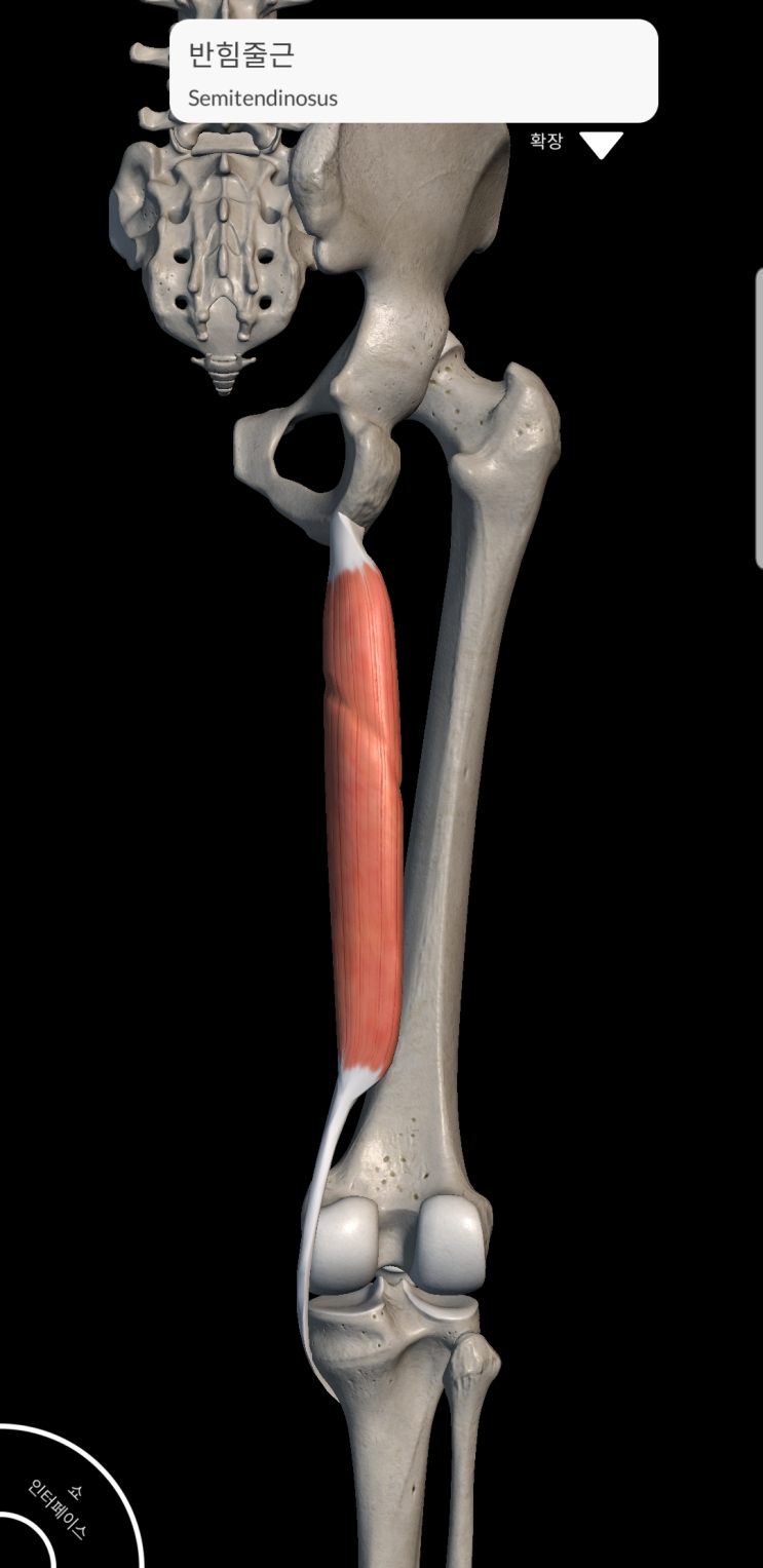  기능해부학/ 반힘줄근/ 반건양근/ 허벅지뒷근육/ 햄스트링/ 뒤넙다리군근/ semitendinosus/ anatomy/ hamstring/ fuctional