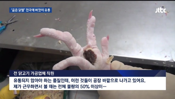  [세균 닭발]피부병 걸린 닭의 '까맣게 곪은 닭발' 세균이 만배