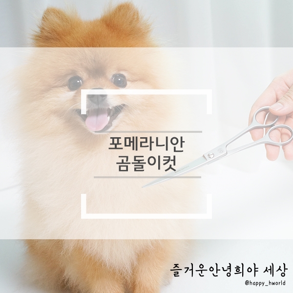 포메라니안곰돌이컷 셀프 강아지미용 첫번째 도전