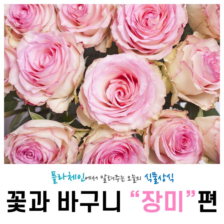  [꽃배달 창업 플라체인] 오늘의 식물 - 꽃과 바구니(장미)