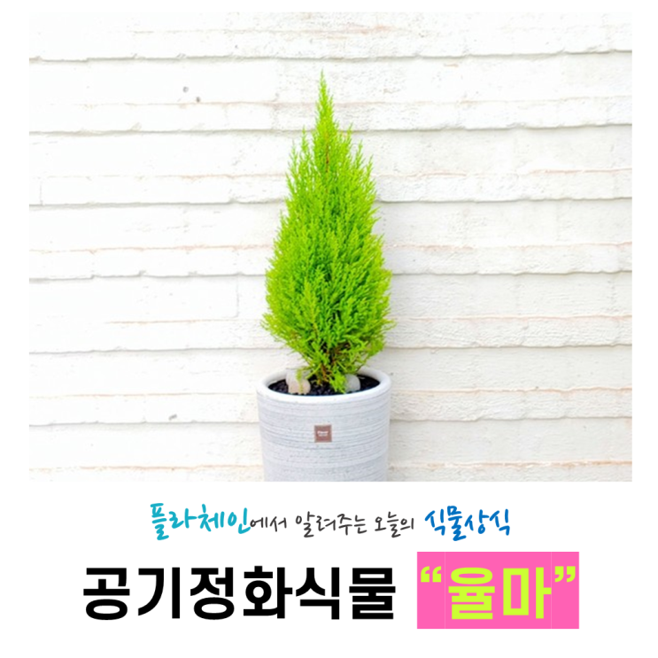  [꽃배달 창업 플라체인] 오늘의 식물 - 율마