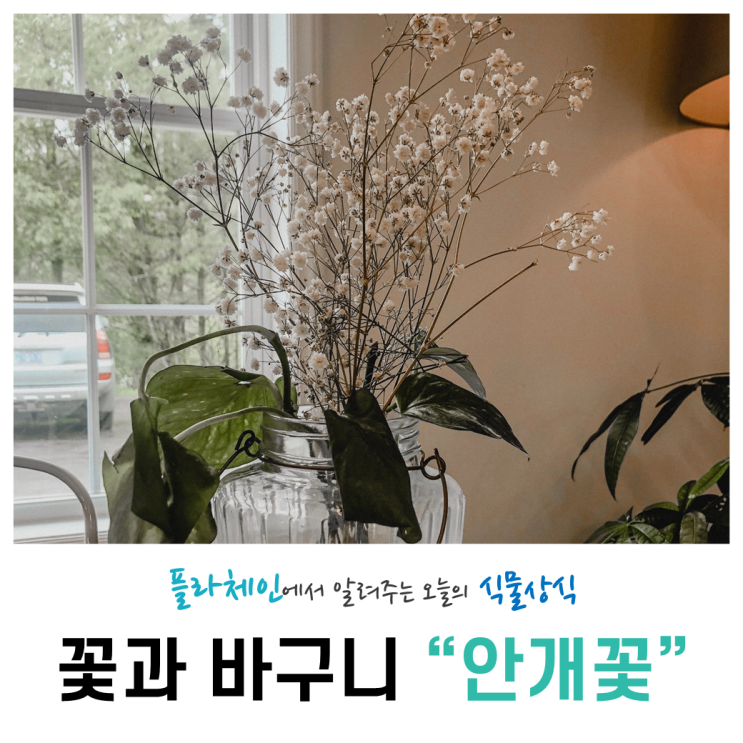  [꽃배달 창업 플라체인]오늘의 식물 - 안개꽃
