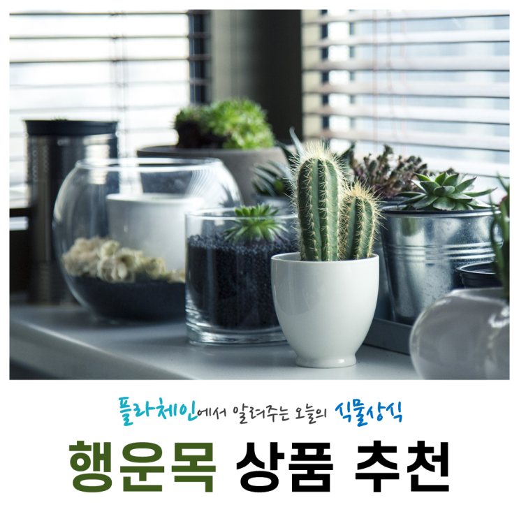  [꽃배달 창업 플라체인] 오늘의 식물 - 행운목 상품 종류