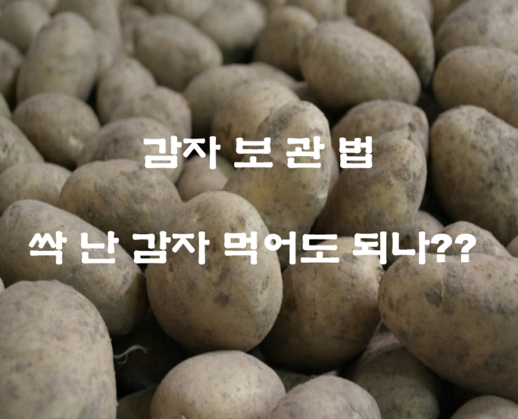  감자싹 독! 보관법 (싹난 고구마 당근)