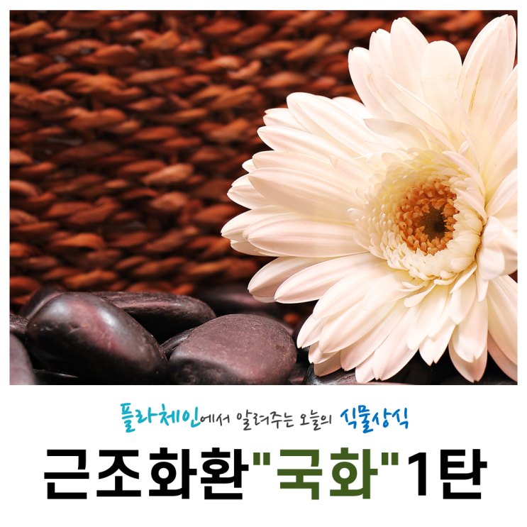  [꽃배달 창업 플라체인]오늘의 식물 - 근조화환 국화 1탄