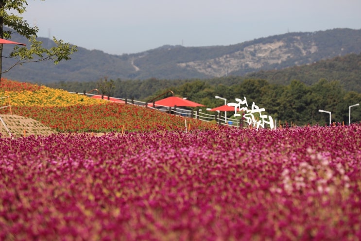  2019 양주 나리공원 천만송이 천일홍 축제 환상환상