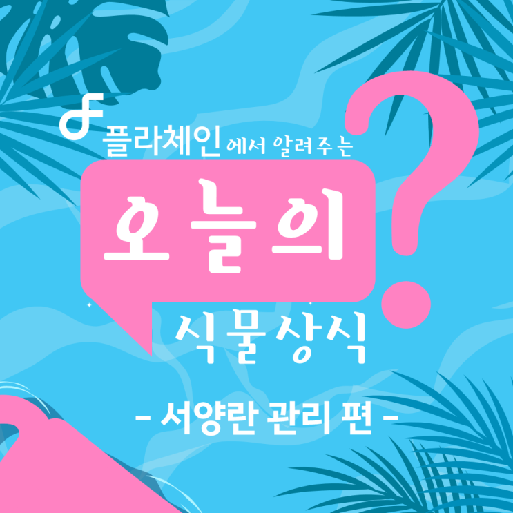  [꽃배달 창업 플라체인]오늘의 식물 - 서양란 관리