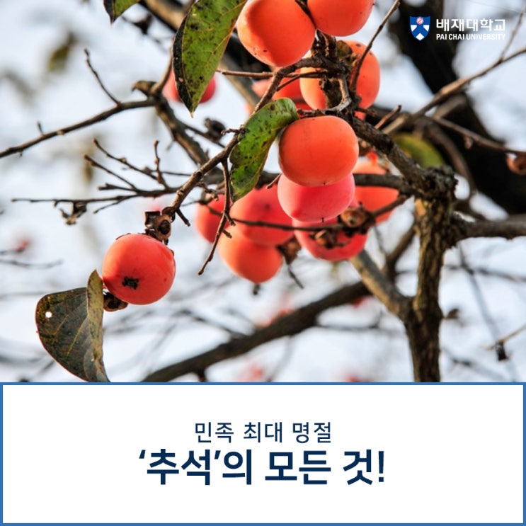 민족 최대의 명절, 추석의 모든 것!