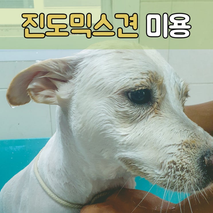  진돗개믹스견 "백순이" 목욕 및 미용, #부산창원대형견목욕미용 #경남대형견목욕미용