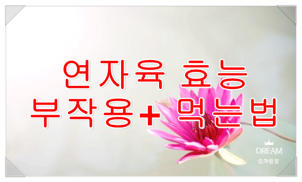  뱃살빼주는 연자육 효능 + 부작용 없이 먹는 법