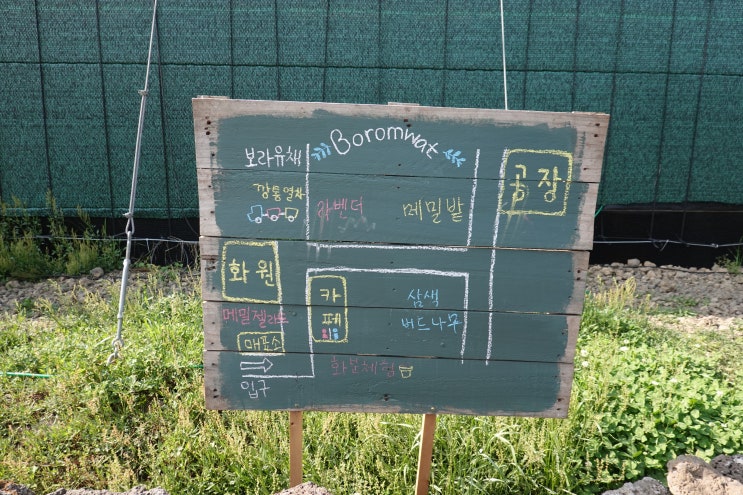  제주 표선 * 바람부는 밭, 보롬왓 / 보라유채, 메밀, 보리밭.. 그리고 카페 _제주태교여행