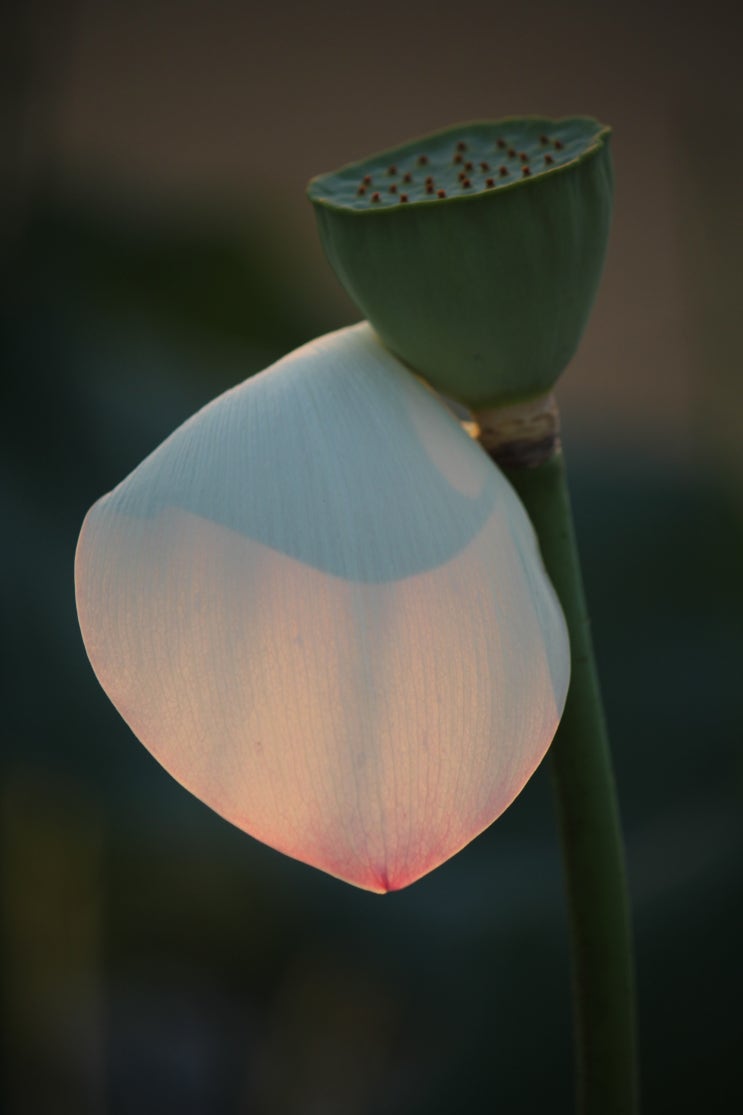  추석인사를 겸한 법문과 열한번째 나열하는 연꽃(蓮花)