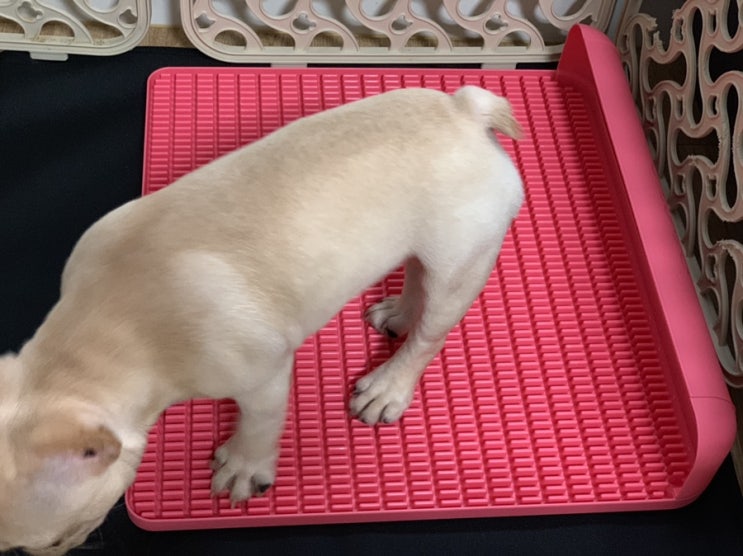  독톡배변판 : 강아지배변훈련, 정말 쉽네 !