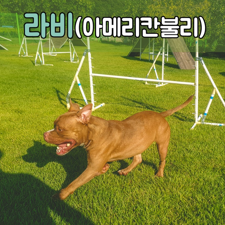  대형견들에게 기본적인 교육은 필수입니다. #부산김해애견훈련 #창원양산애견훈련소