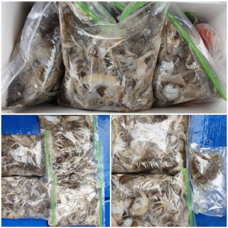  충남 서해안 대천 무창포 해수욕장 주꾸미 쭈꾸미 배낚시 울 아이와 가다~갑오징어도 기대한다ㅋ. 바다낚시 고~고~