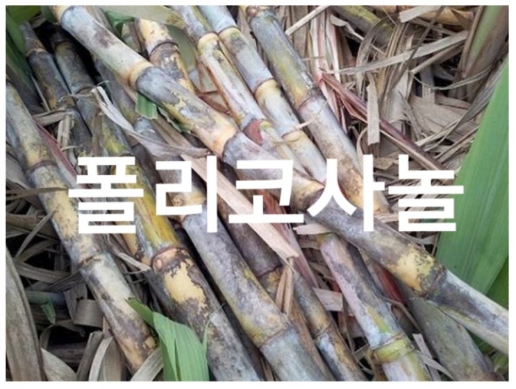  쿠바산 '폴리코사놀'