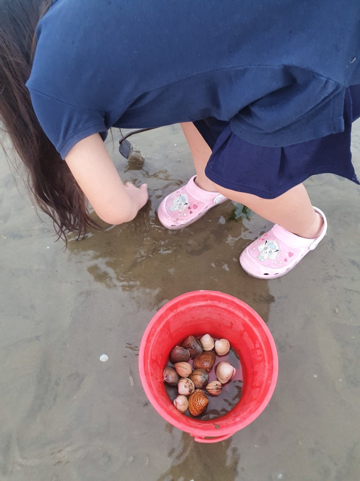  안면도 강아지동반 애견펜션, 해루질 잘하는 사장님이 계시는 소라잡는댕댕이펜션 다녀왔어요.