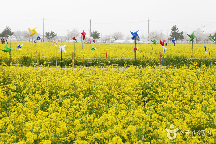  [강원도 삼척시] 삼척 맹방유채꽃축제 2019 (20190329~20190425)